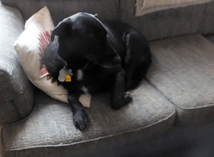 Ed Kinane's dog Archie