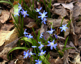 These are some of the earliest plants that grow when our snow clears