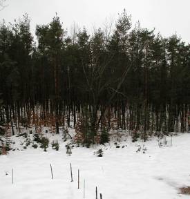 The sun reflects off of the snow and brightens the ground out in the open and under the trees