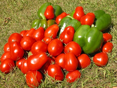 Fresh-picked from our organic gardens